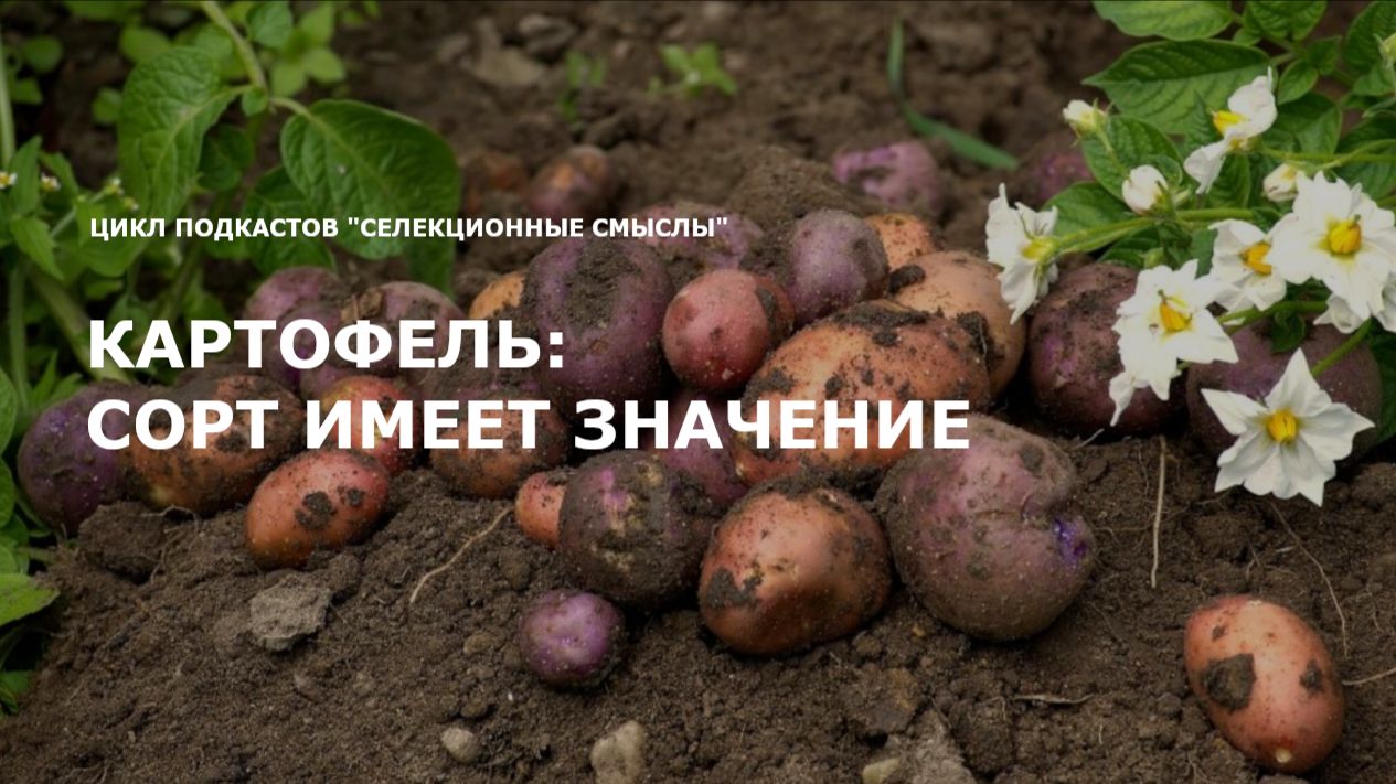 Селекционные смыслы