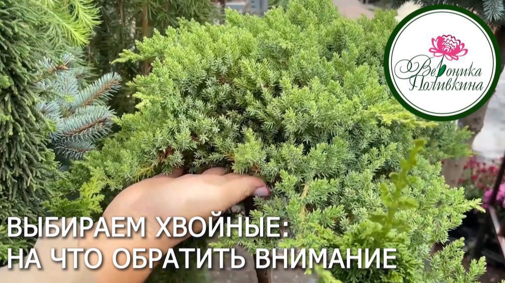 На что обратить внимание при покупке хвойных