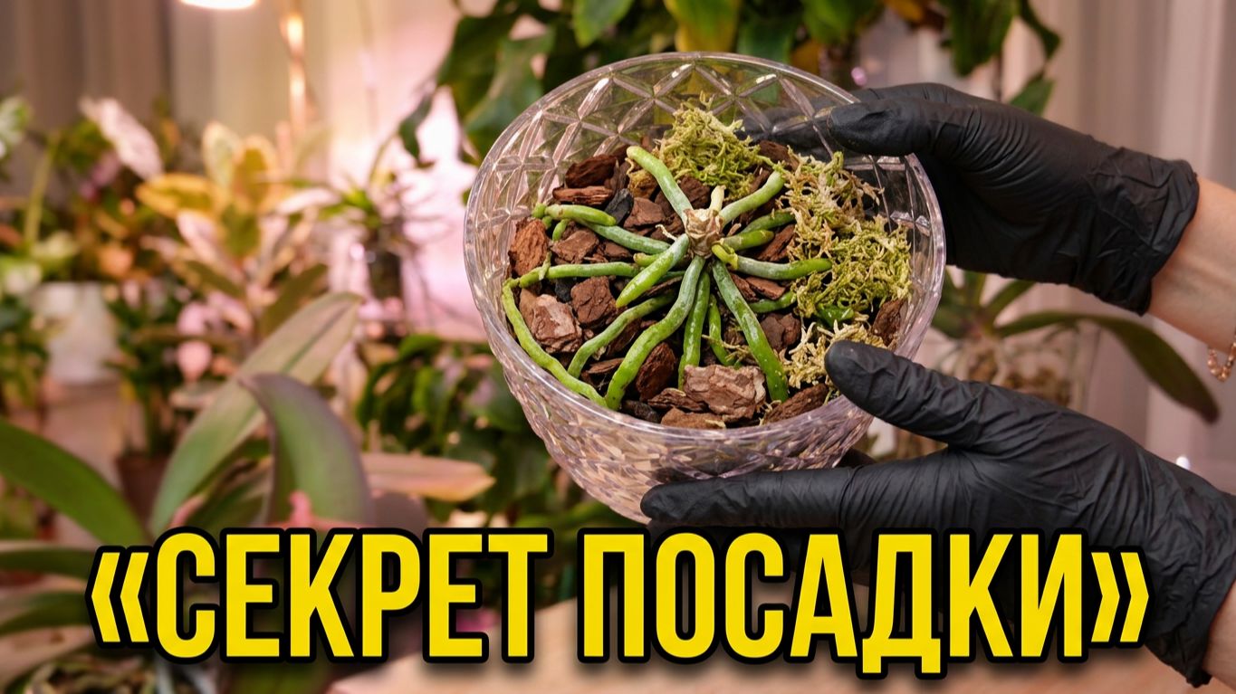 Пересадки орхидей. Разные способы.