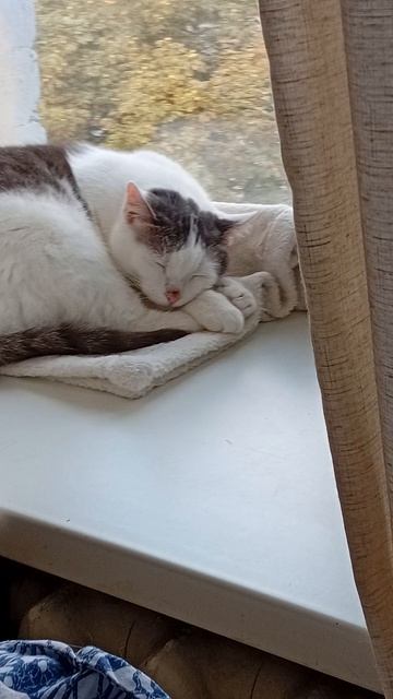 Котик сладко спит, 21 сентября 2026.