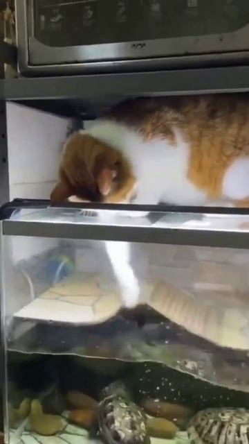 Желание котов скидывать всё вниз не имеет никаких границ!