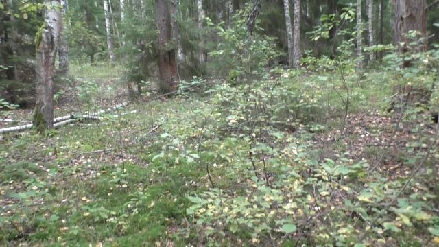 СДЕЛАЛ ДЕЛА И УШЁЛ В ЛЕС ПО ГРИБЫ 🍄 НЕ ЗРЯ! ВОТ ЭТО УЛОВ!