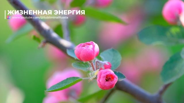 Жизненная Энергия*Скрытые Аффирмации*Саблиминал