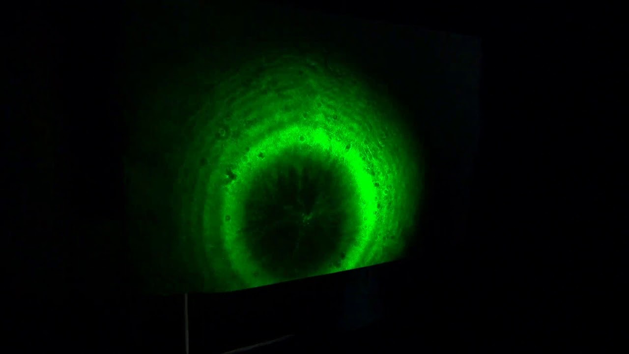 Krylov 2019 Optics 25