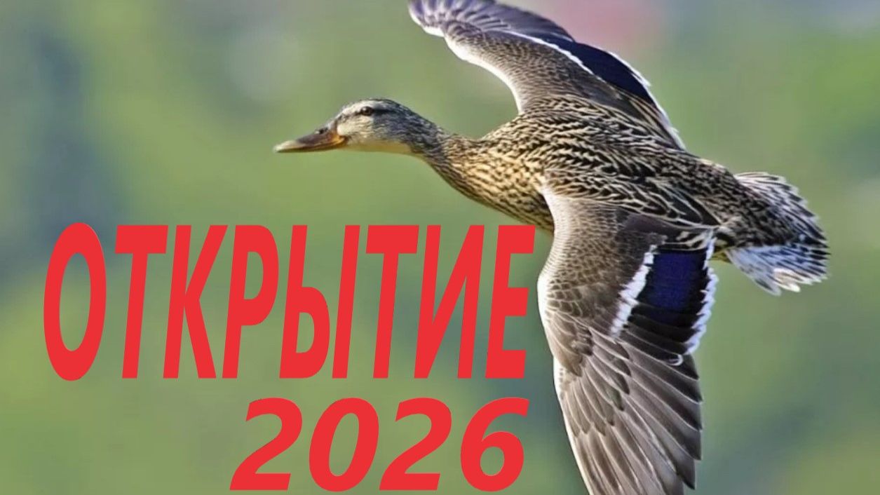 открытие на водоплавающую 2026.Охота на утку
