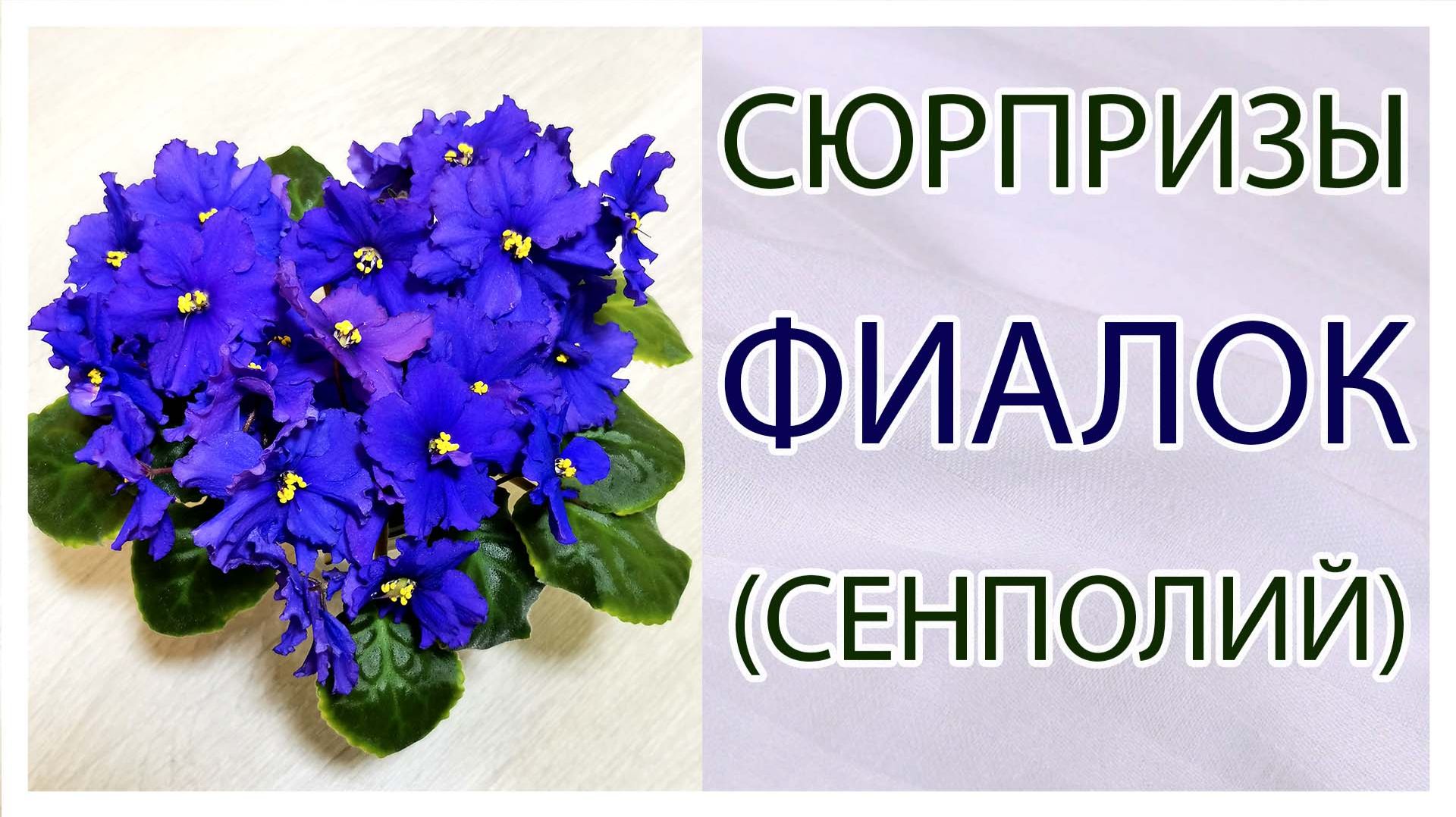 Селекция. Сеянцы.