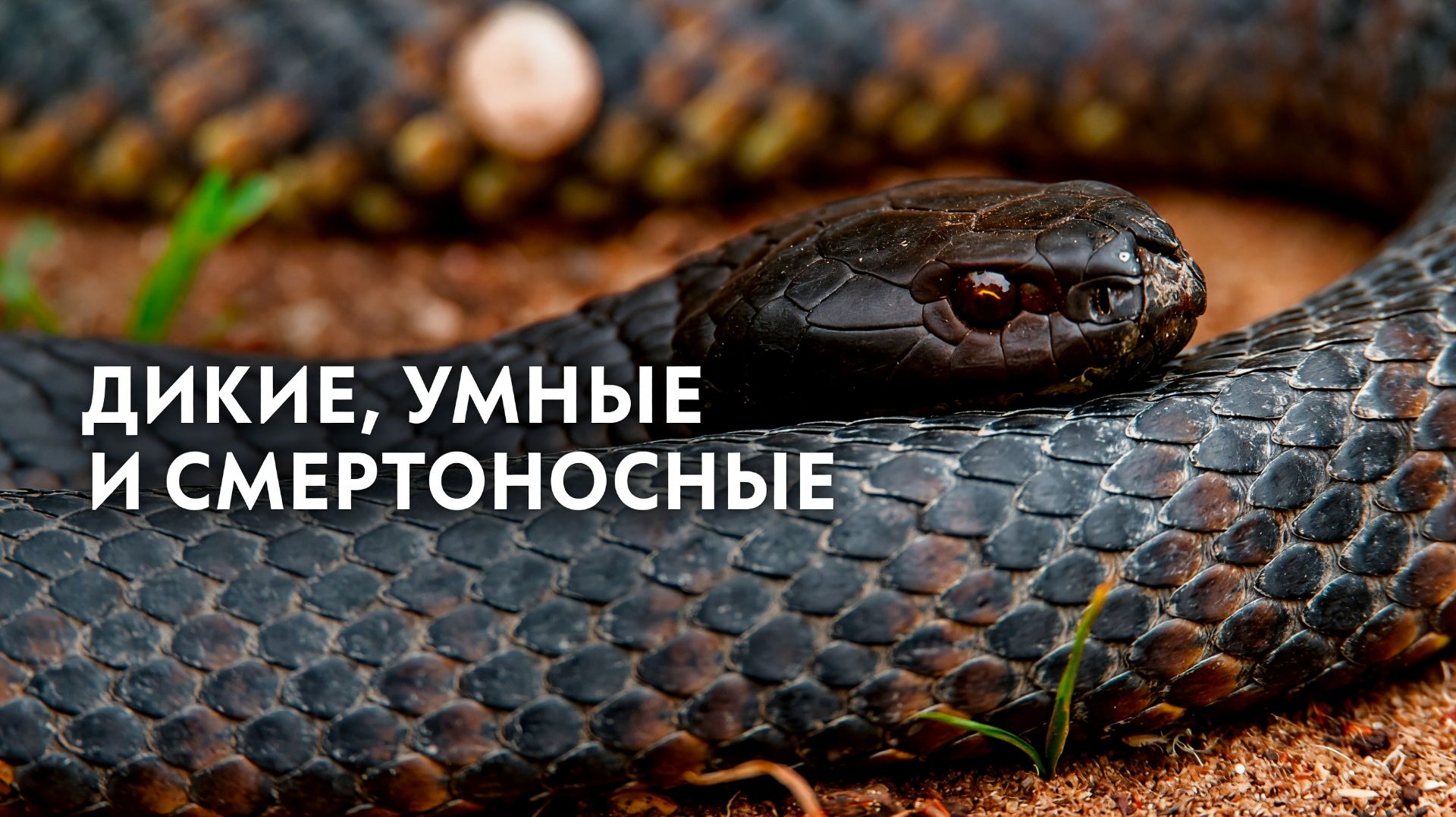 Дикие, умные и смертоносные - 2 серия (2024) /  Wild, Smart And Deadly