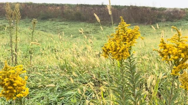 🎼Да услышит тебя Господь. Псалом 19. Христианская музыка  🌿