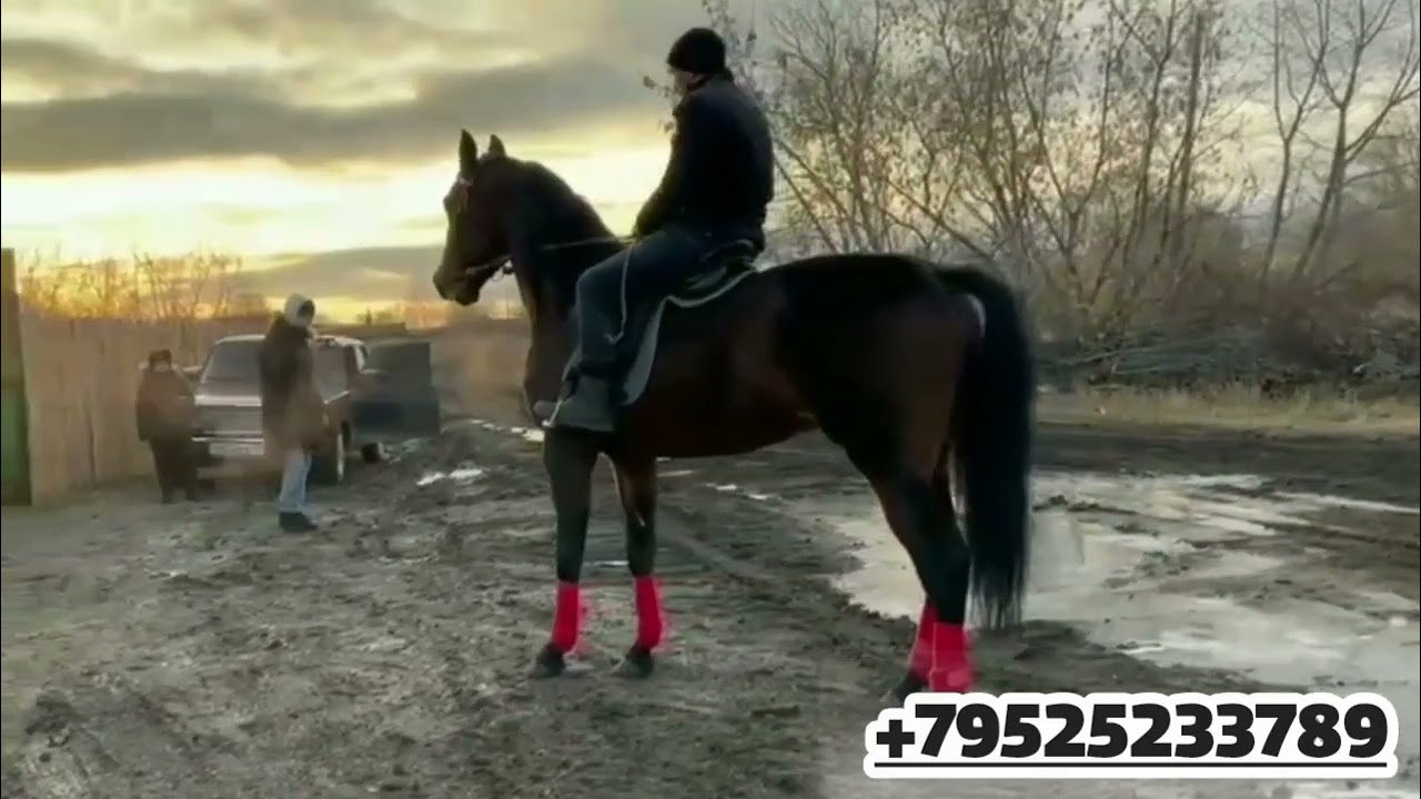 Продам жеребца все вопросы по 89525233789.цена договорная находится в Челябинской области.