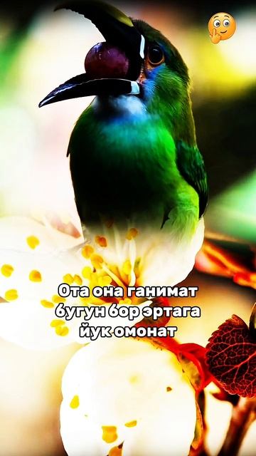 Хидоят сари