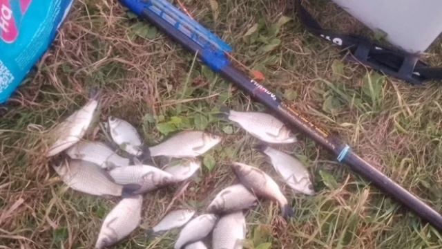 Сегодня после работы порыбачил на Боковой кивок🎣 Насадка хлеб. Прикормка Стерля (Чеснок).