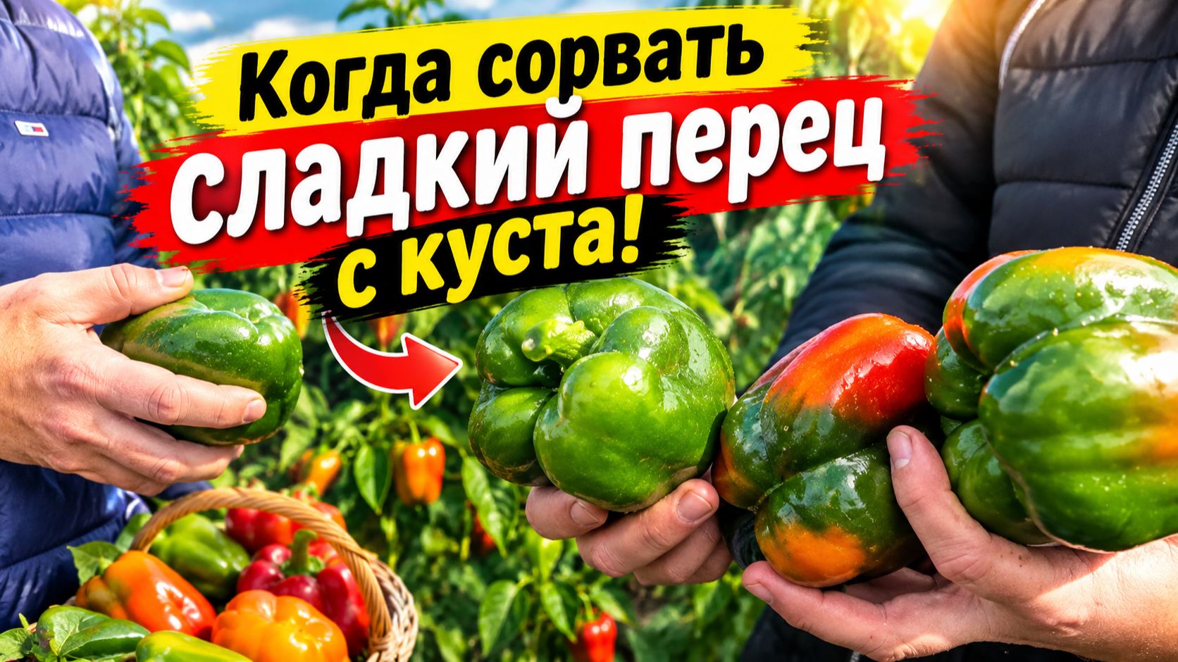 Сорвите сладкий перец осенью в этот момент и он обязательно покраснеет!