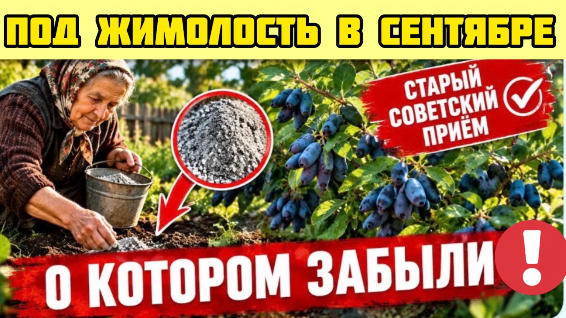 ПОД ЖИМОЛОСТЬ В СЕНТЯБРЕ ПОЛОЖИТЕ ЭТО - СТАРЫЙ СОВЕТСКИЙ ПРИЕМ, О КОТОРОМ ЗАБЫЛИ