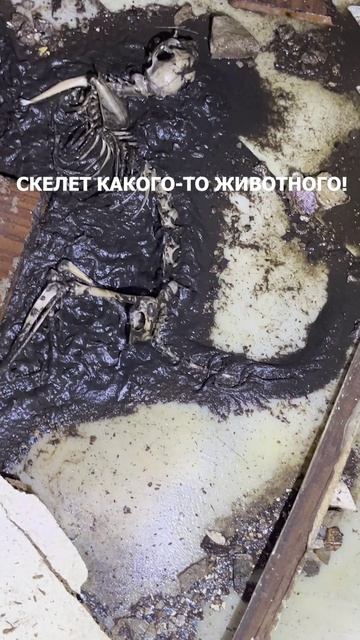 ОСТАНКИ КАКОГО-ТО ЖИВОТНОГО В БУНКЕРЕ!
