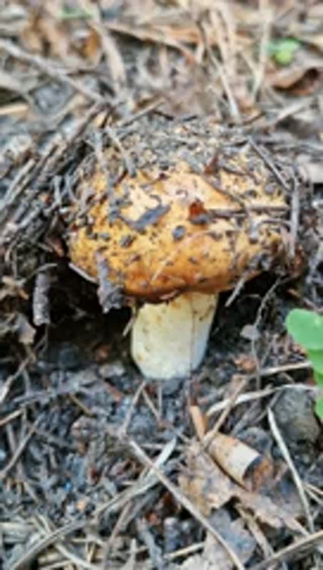 Любование грибной порой