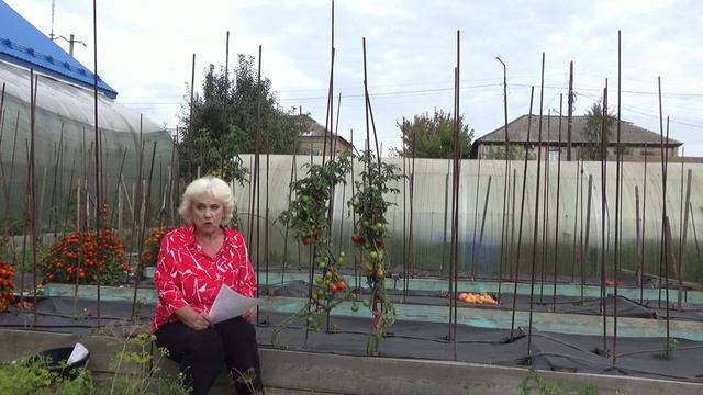 Томаты - новинки 2026 года. Мое мнение о них в конце сезона. 21 сентября.
