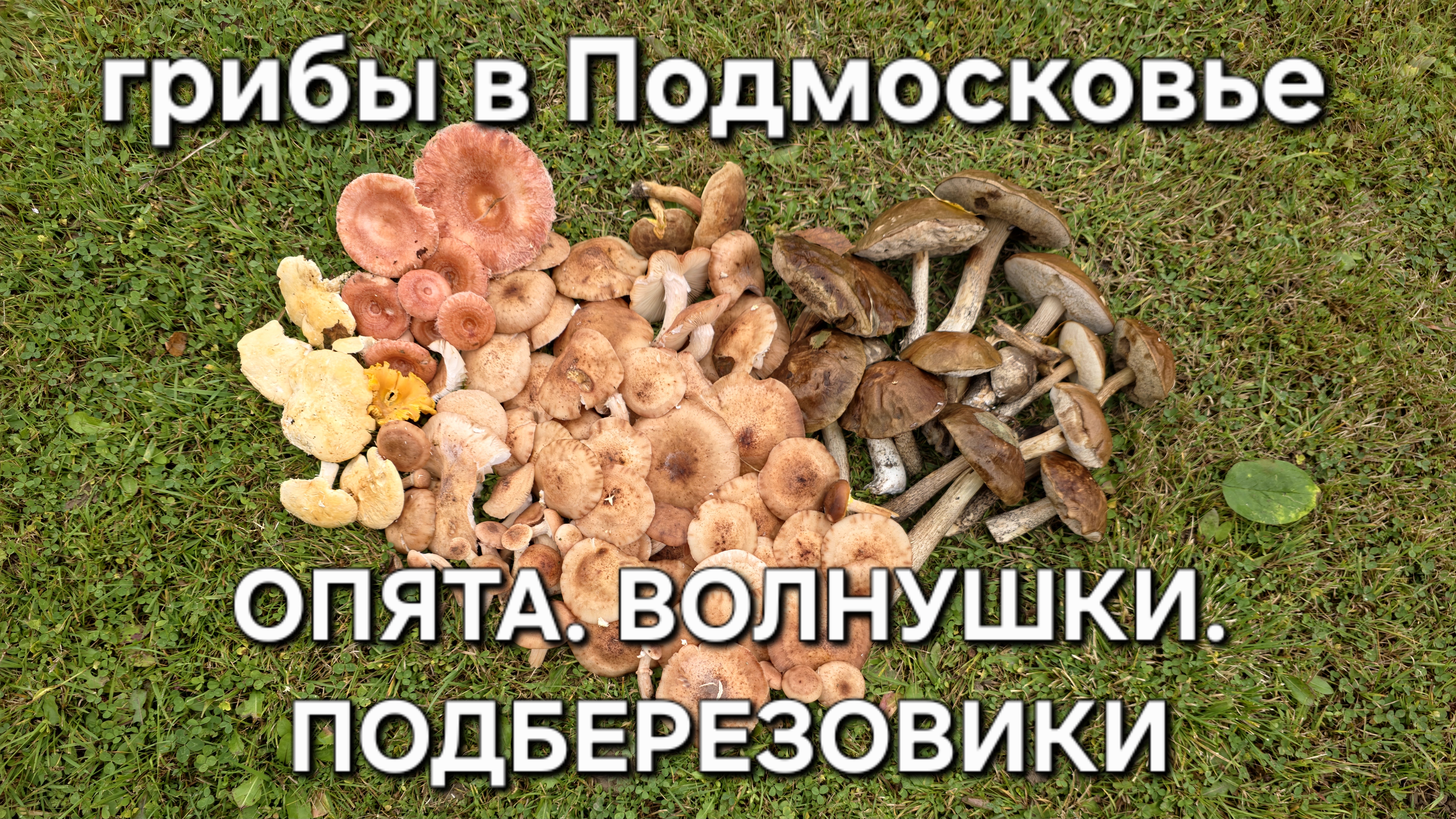 Опята. Волнушки. Подберезовики. Собираем грибы в Подмосковье