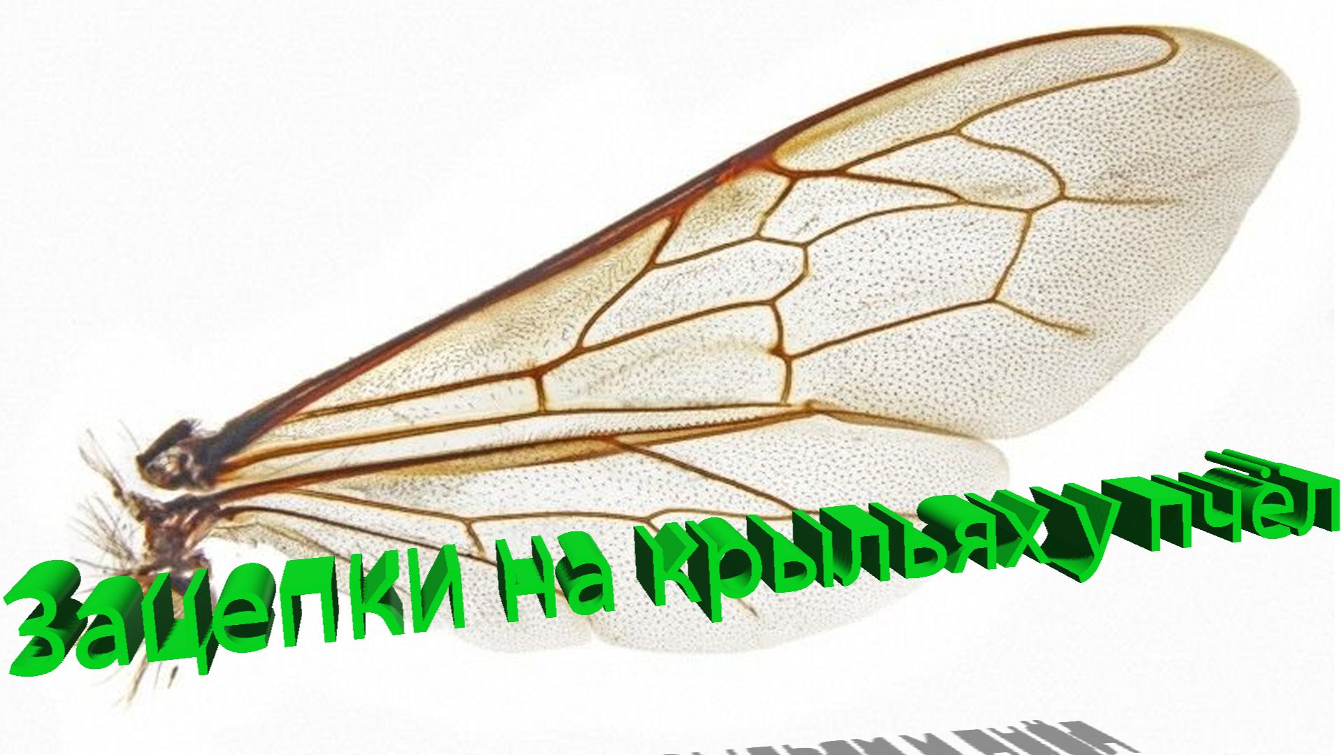 Биология пчелиной семьи