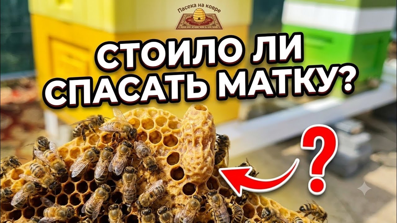 Зачем я спасал матку?! Главная ошибка августа