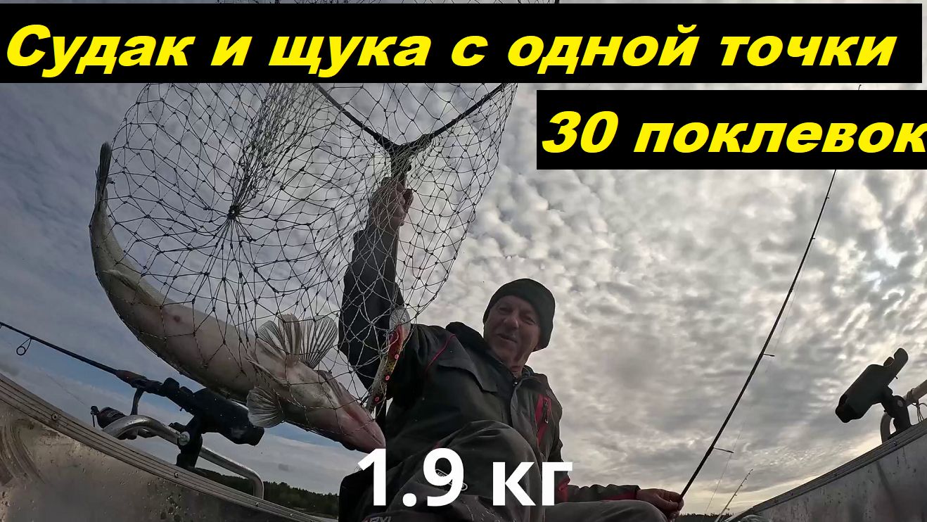 30 поклевок в ролике. Судак и щука на точке.