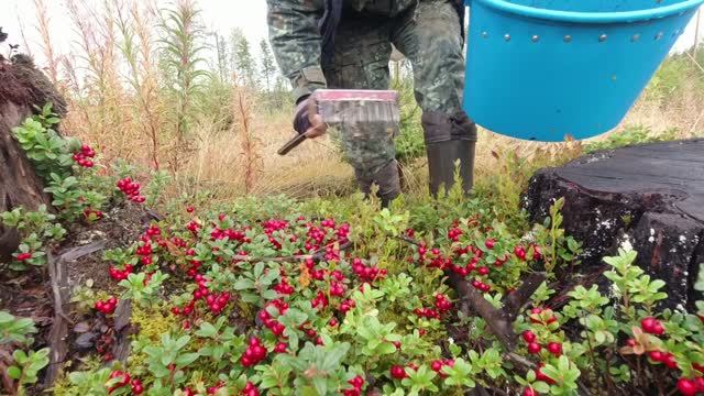 20 тысяч за 10 часов на ягодах. таежный промысел