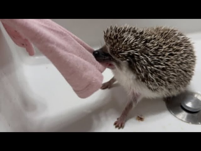 🦔🥰 Ёжик Бандитник😈😱 Very Cute Little Hedgehogs #ezhikafro #hedgehog #ёжик #funnyvideo #cutebaby