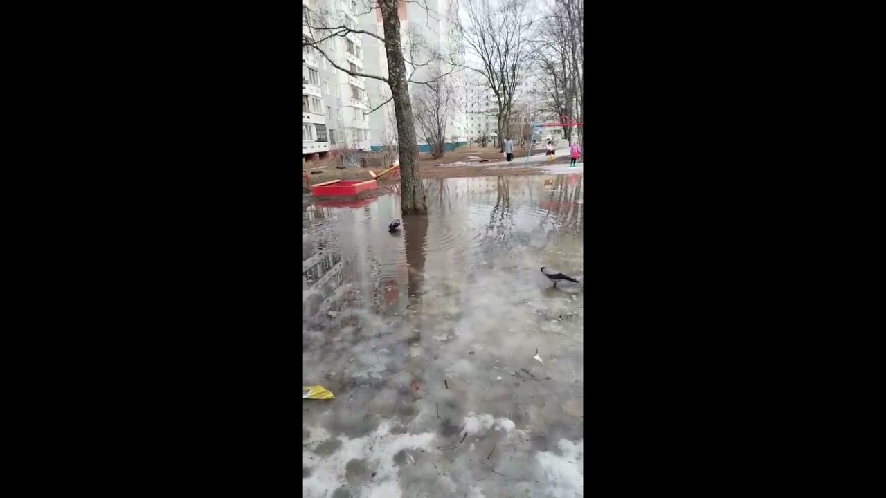 Ворона  купается в луже | A Crow Bathes In A Puddle