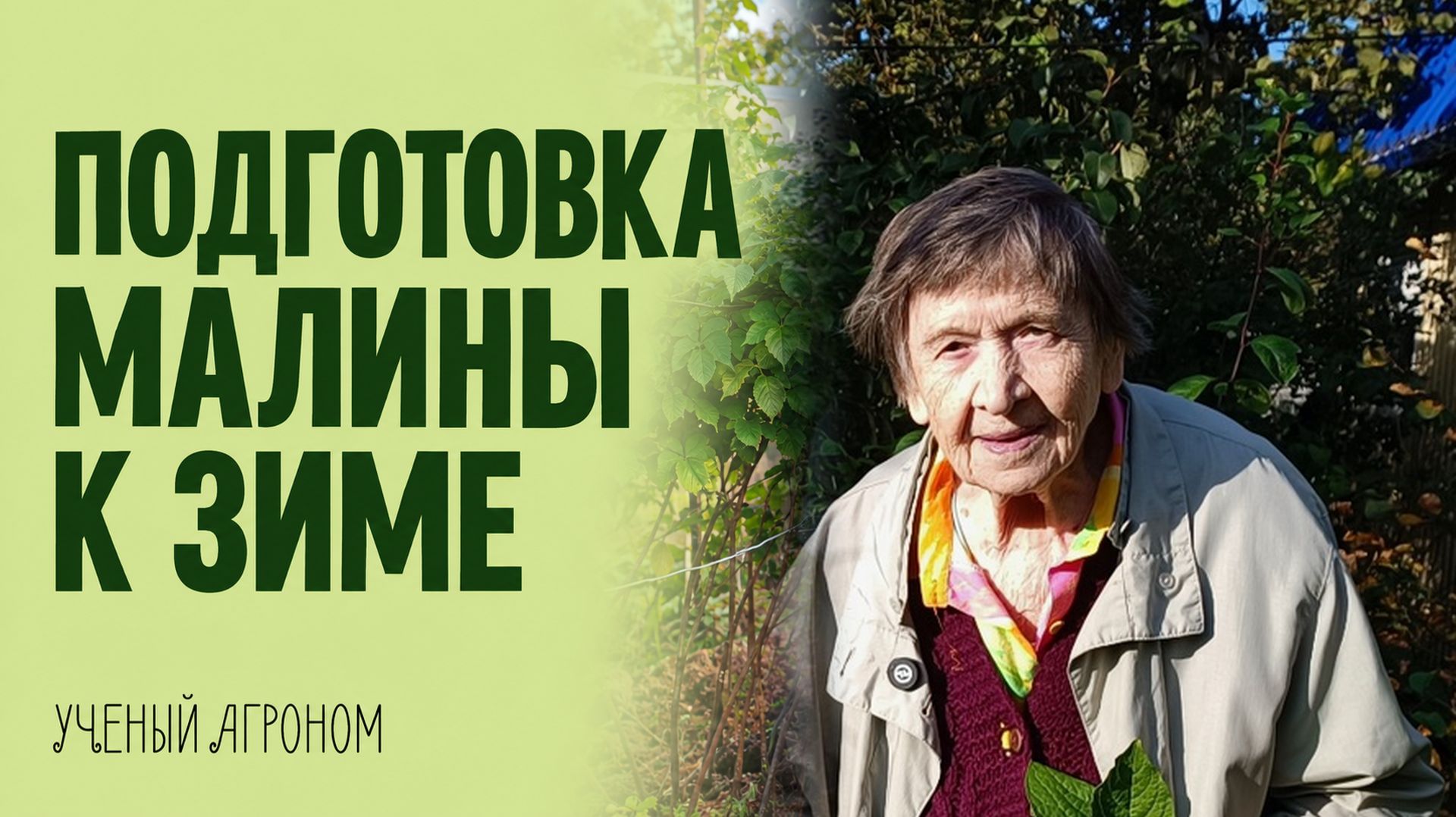 Подготовка малины к зиме