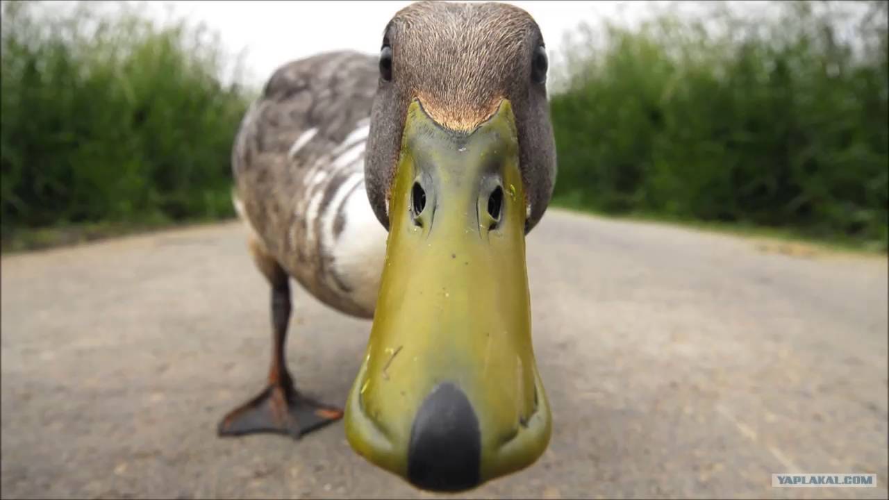 Magic Kick - Duck