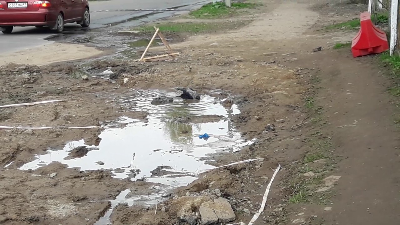 ворона моется в луже