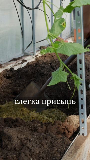 Три секрета богатого урожая: огурцы, кабачки, тыквы без проблем