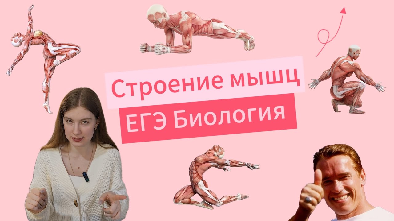 Мышцы | Анатомия человека | ЕГЭ и ОГЭ по биологии