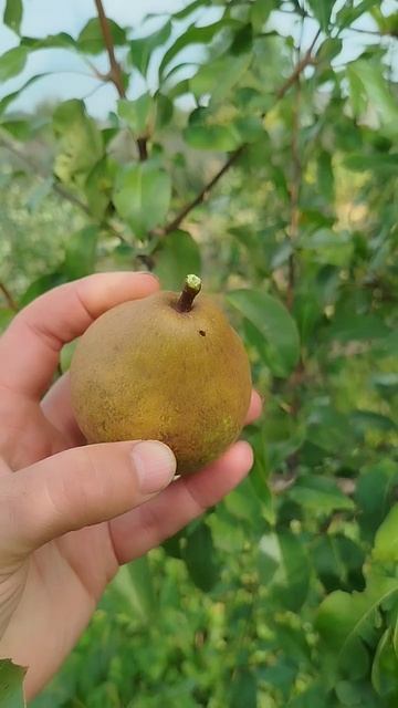 Груша Белорусская поздняя