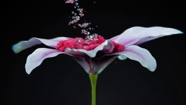 Эффект Матрицы: Безумное Замедление 360° 😎 Лучшие моменты в Slow Motion