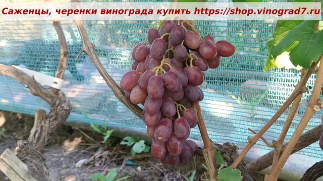 Виноград 2026