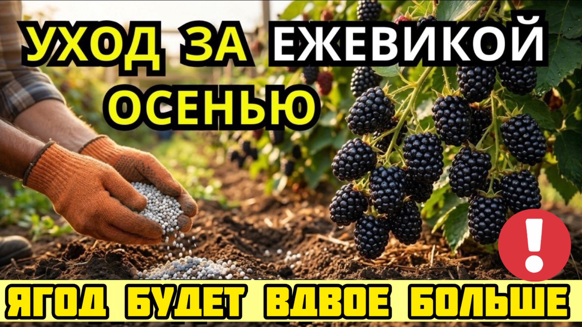 Внесите ЭТО под ежевику после сбора! 5 шагов осенью для гигантской ягоды в следующем году на огороде