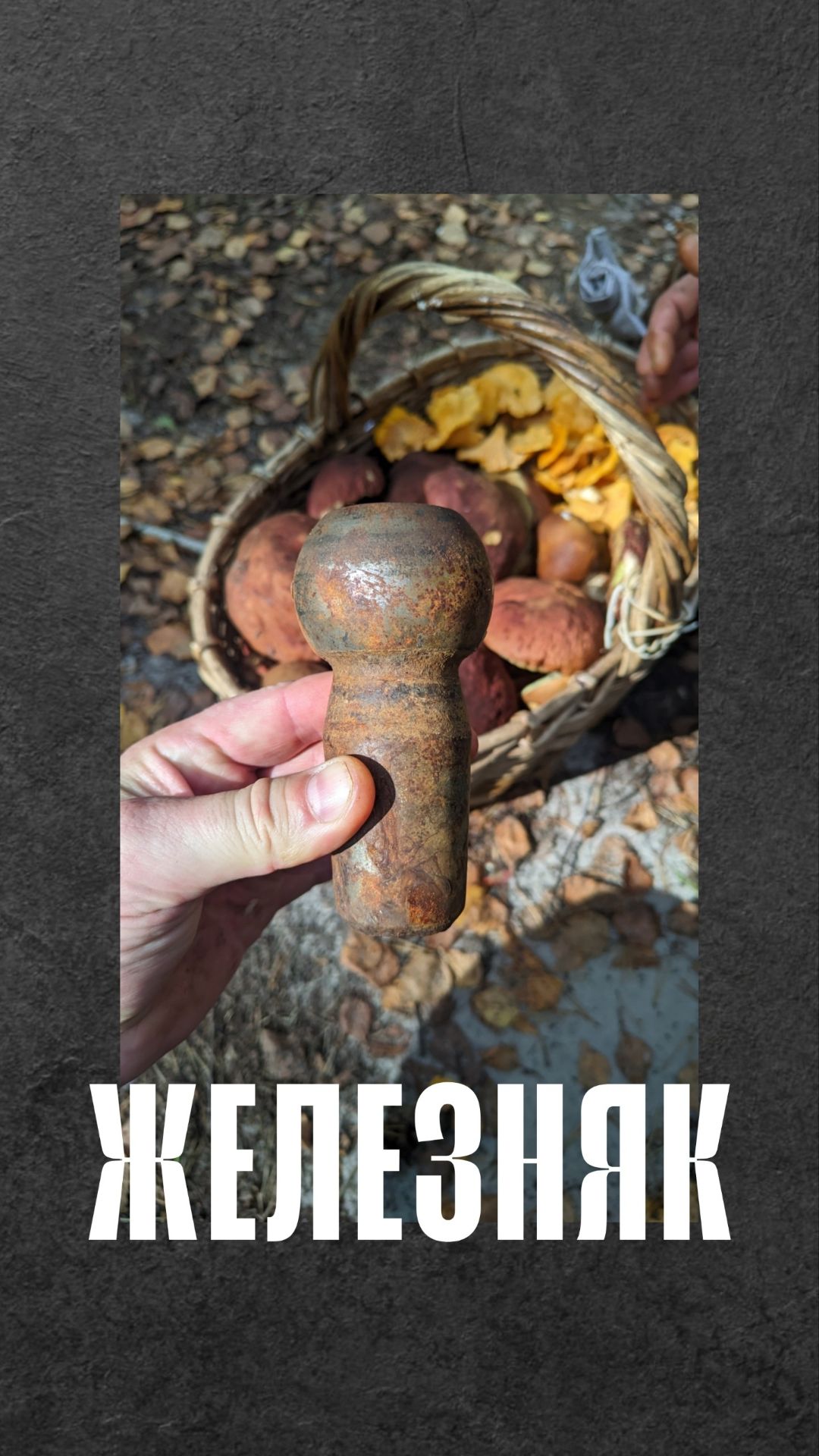 🍄  лесная находка, гриб железняк