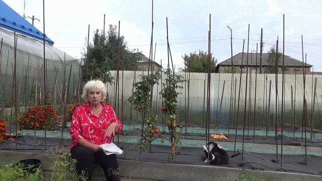 Бесплатные семена томатов. В этом году их будет много! Выбирайте! 21 сентября 2026 года.