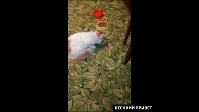 🌬️ Холодный ветер дует в окна ,и солнце светит уж не так.Земли Погода изменилась.Осенняя.Тик-так🍁