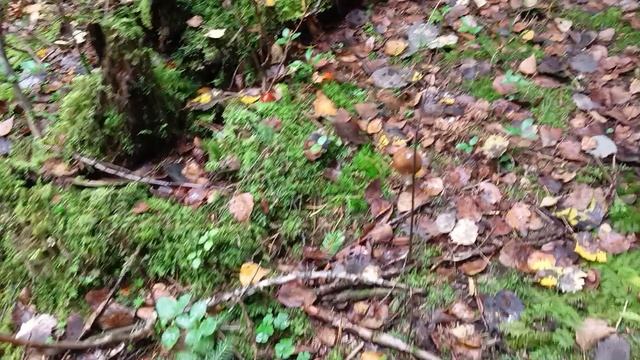 Приехали в лес за грибами. Мои в лесу грибы, мои в лесу шишки.