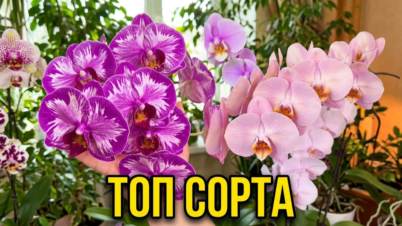Мои орхидеи. Коллекция.