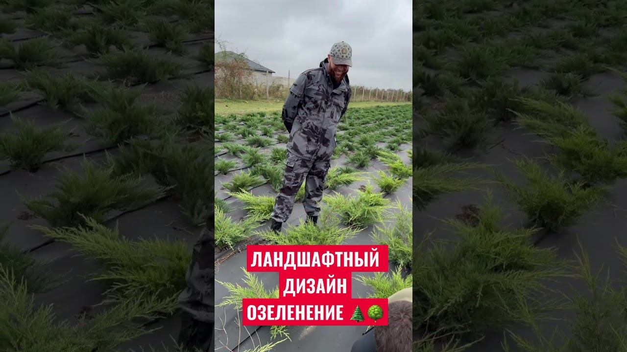 Хвойные для идеального сада! Туи, ели, сосны и можжевельники-большой выбор для озеленения #лесной