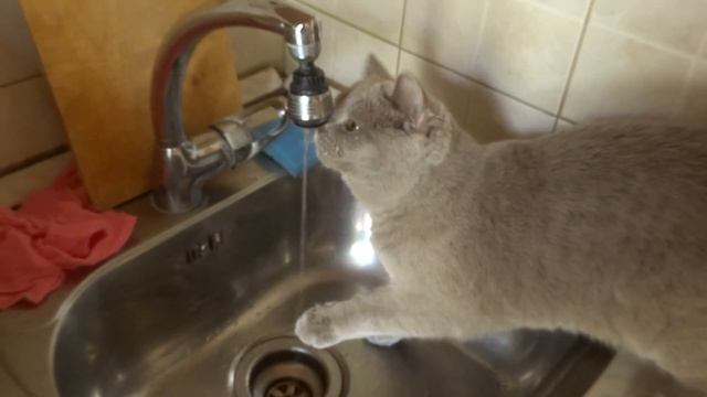 ЖИВОТНЫЕ