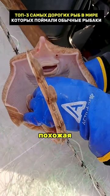 Топ 3 самых дорогих рыб в мире_1080p