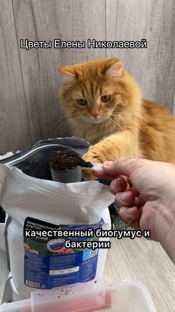 ФИАЛКА ЗАЦВЕТЕТ ДАЖЕ ЗИМОЙ, Сделайте так!