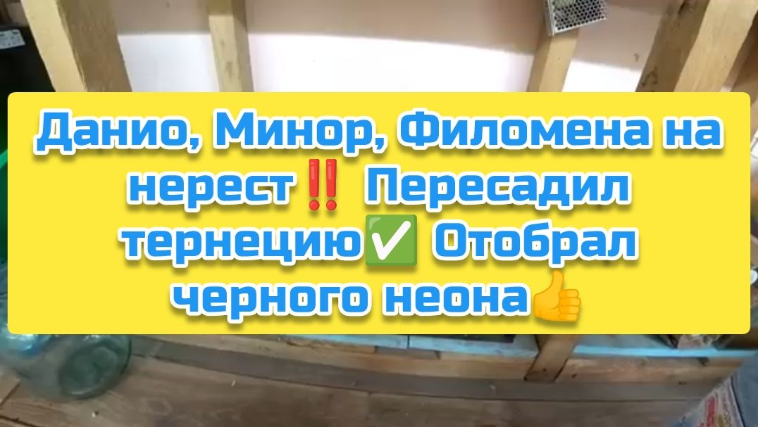 Данио, Минор, Филомена на нерест‼️ Пересадил тернецию✅️ Отобрал черного неона👍