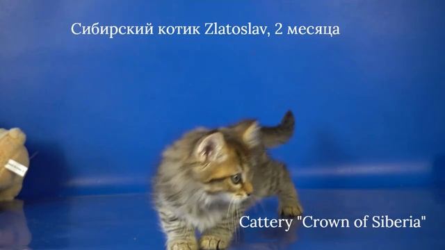 Сибирский котик Zlatoslav Crown Of Siberia, 2 месяца, черный пятнистый окрас.