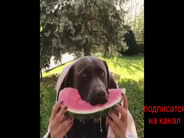 Дүйнөдөгу  уяты жок 🐕