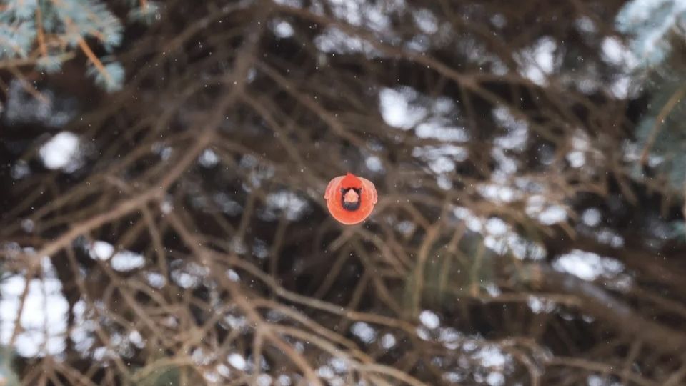 Monopolar - Strange Fruit