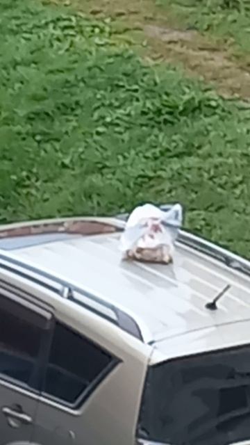 УК Стандарт в Новосибирске кладет мне мусор на машину